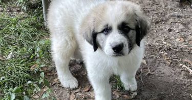 Livestock guardian dogs