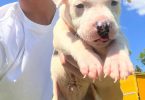 Cuddly fullblooded pit bull puppies
