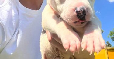 Cuddly fullblooded pit bull puppies