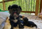 3 male designer morkie-poo puppies for sale