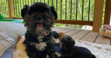 3 male designer morkie-poo puppies for sale