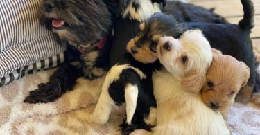 3 male designer morkie-poo puppies for sale