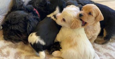 3 male designer morkie-poo puppies for sale