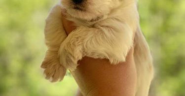 3 male designer morkie-poo puppies for sale