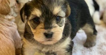 3 male designer morkie-poo puppies for sale