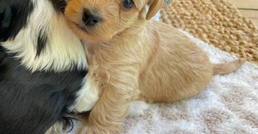 3 male designer morkie-poo puppies for sale