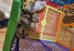 4 purebred Pomeranian puppies for sale