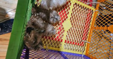 4 purebred Pomeranian puppies for sale