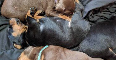 6 AKC Doberman Pinscher puppies for sale
