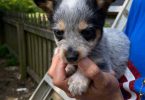 Blue heeler puppies for sale