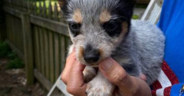 Blue heeler puppies for sale