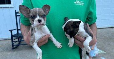 2 little Fenchton puppies looking for home