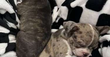2 little Fenchton puppies looking for home