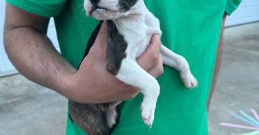 2 little Fenchton puppies looking for home