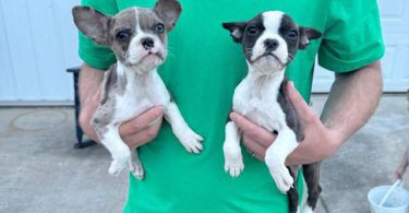 2 little Fenchton puppies looking for home