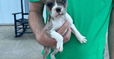 2 little Fenchton puppies looking for home