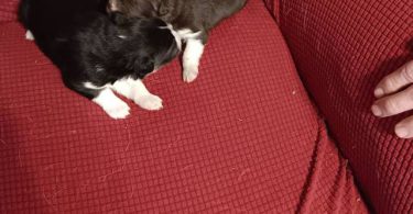 New litter of Australian Shepherds