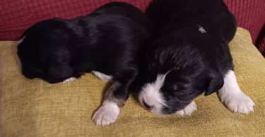 New litter of Australian Shepherds