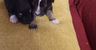 New litter of Australian Shepherds