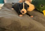 Great Dane x American Bully puppies for sale