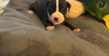 Great Dane x American Bully puppies for sale