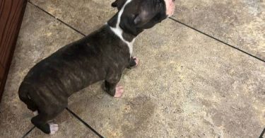 Great Dane x American Bully puppies for sale