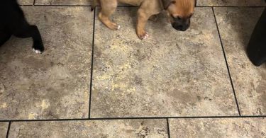 Great Dane x American Bully puppies for sale
