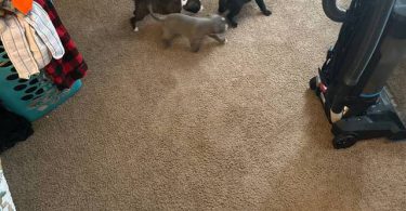 Great Dane x American Bully puppies for sale