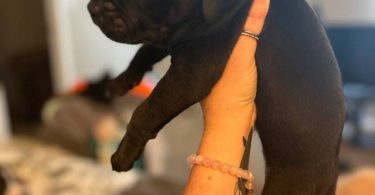 Great Dane x American Bully puppies for sale
