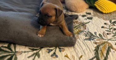 Great Dane x American Bully puppies for sale
