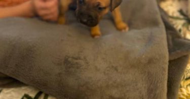 Great Dane x American Bully puppies for sale