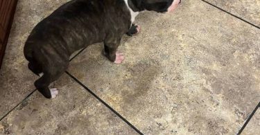 Great Dane x American Bully puppies for sale