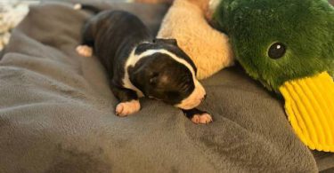 Great Dane x American Bully puppies for sale