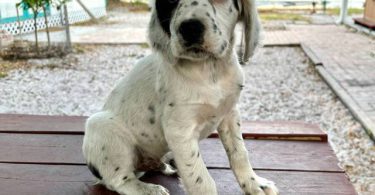 4 UKC English Setter puppies for sale