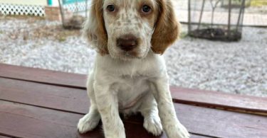 4 UKC English Setter puppies for sale