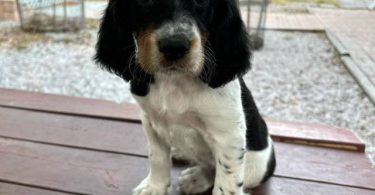 4 UKC English Setter puppies for sale