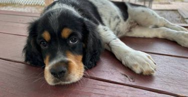 4 UKC English Setter puppies for sale