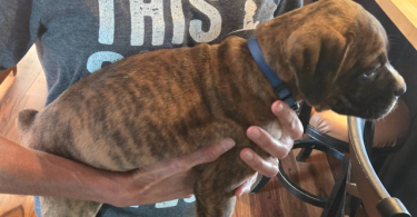 4 male and 1 female Boxer puppies