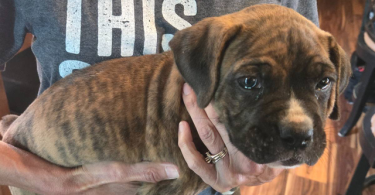 4 male and 1 female Boxer puppies