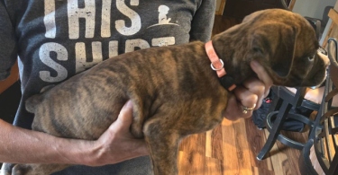 4 male and 1 female Boxer puppies