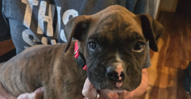 4 male and 1 female Boxer puppies