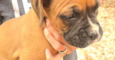 4 male and 1 female Boxer puppies