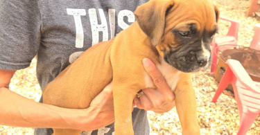 4 male and 1 female Boxer puppies