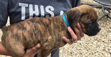 4 male and 1 female Boxer puppies