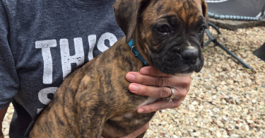 4 male and 1 female Boxer puppies