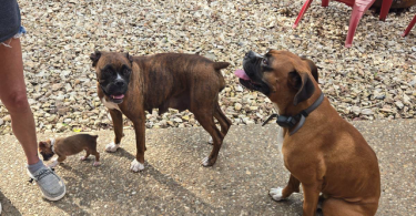 4 male and 1 female Boxer puppies