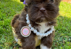 Liver chocolate Imperial Shih Tzu puppies for sale