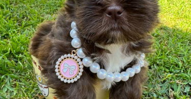 Liver chocolate Imperial Shih Tzu puppies for sale
