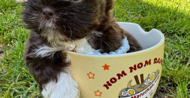 Liver chocolate Imperial Shih Tzu puppies for sale