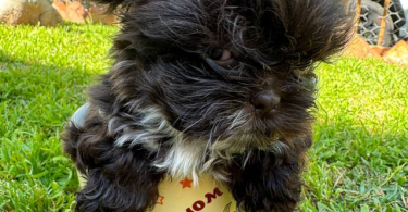 Liver chocolate Imperial Shih Tzu puppies for sale